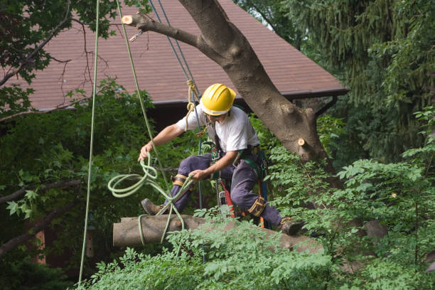 Best Tree Maintenance Programs  in Gonzales, TX